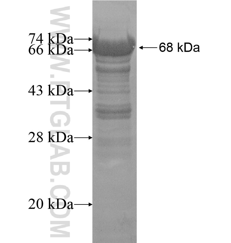TRPS1 fusion protein Ag16583 SDS-PAGE