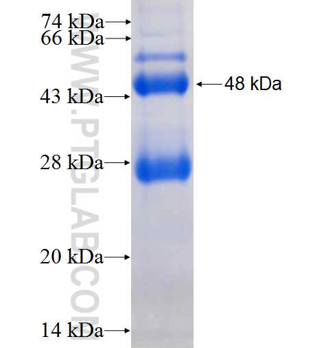TRPT1 fusion protein Ag7897 SDS-PAGE