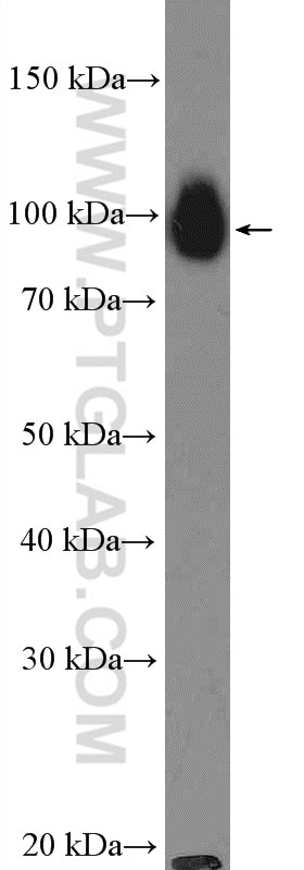 Western Blot (WB) analysis of PC-12 cells using TRPV1 Polyclonal antibody (22686-1-AP)