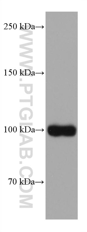 WB analysis of HepG2 using 66983-1-Ig