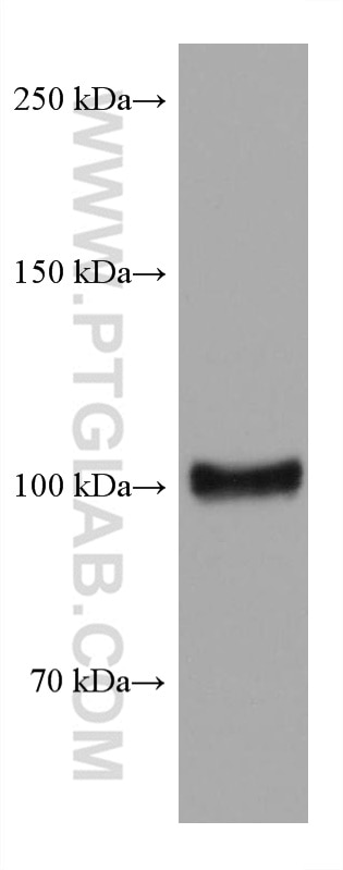 Western Blot (WB) analysis of HEK-293 cells using TRPV1 Monoclonal antibody (66983-1-Ig)