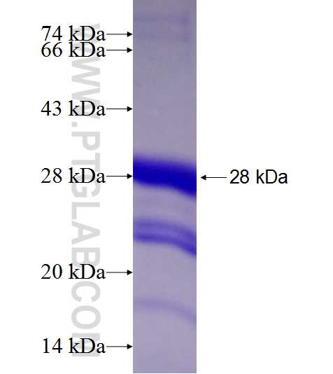 TRPV1 fusion protein Ag18683 SDS-PAGE
