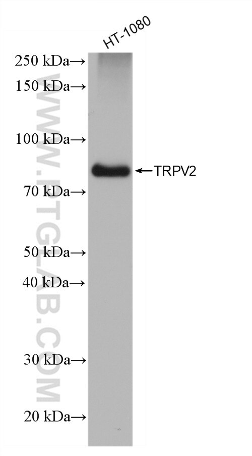 TRPV2