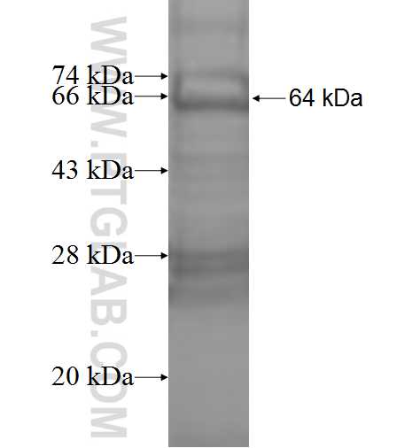 TRPV2 fusion protein Ag8864 SDS-PAGE