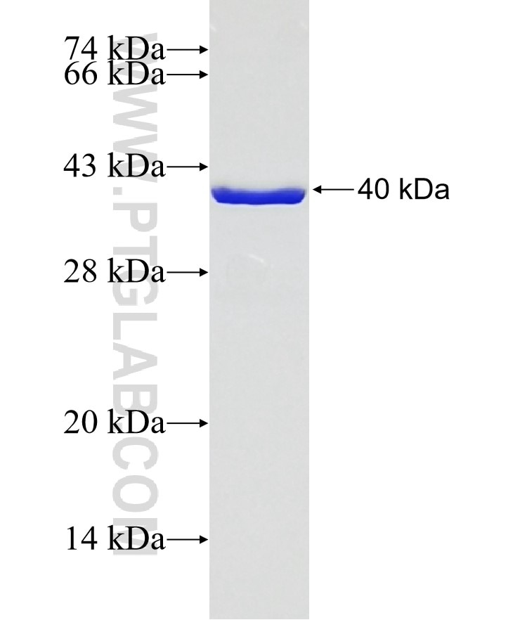 TRPV3 fusion protein Ag32437 SDS-PAGE