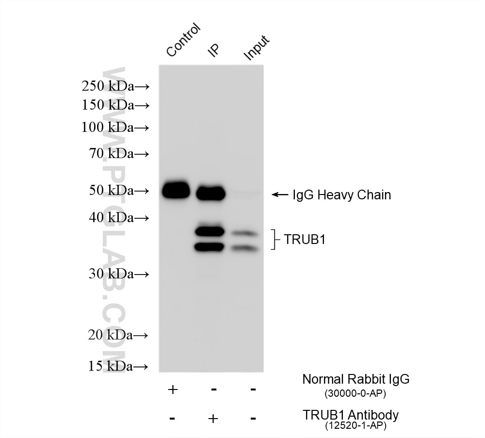 Immunoprecipitation (IP) experiment of HepG2 cells using TRUB1 Polyclonal antibody (12520-1-AP)