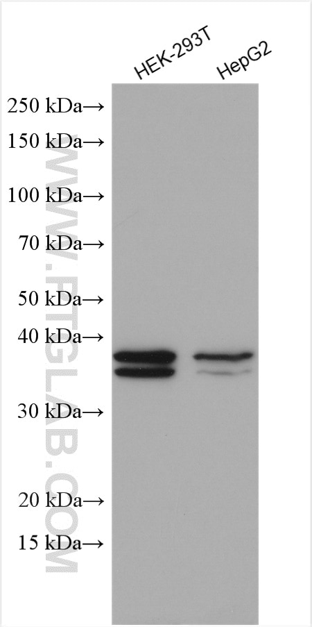 Western Blot (WB) analysis of various lysates using TRUB1 Polyclonal antibody (12520-1-AP)