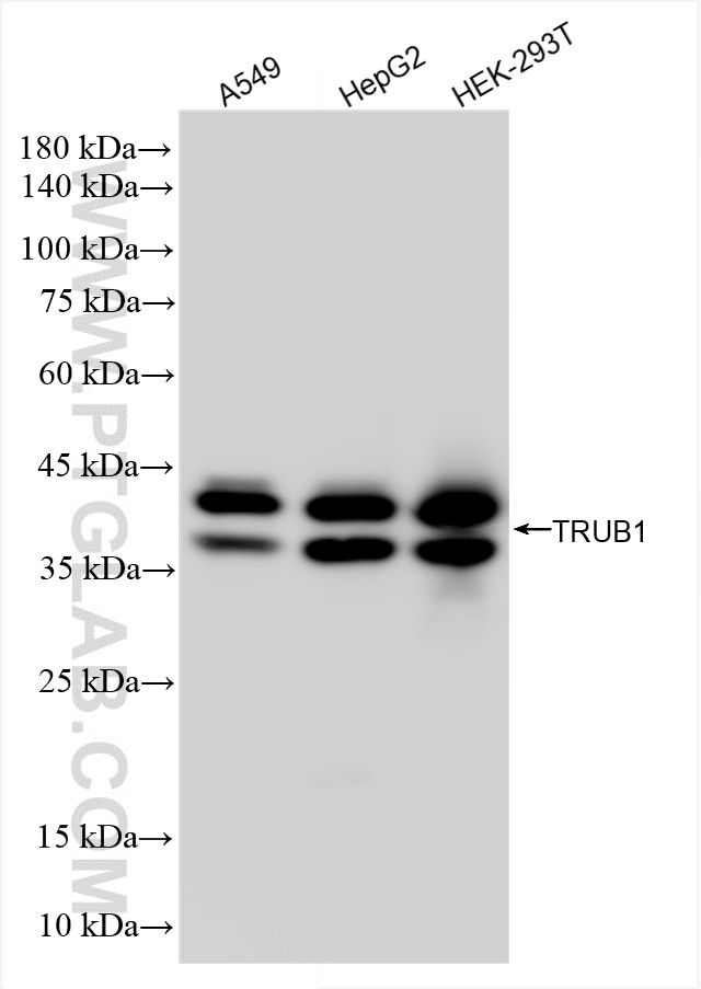 Western Blot (WB) analysis of various lysates using TRUB1 Recombinant antibody (85746-1-RR)