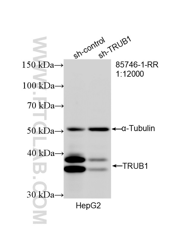 Western Blot (WB) analysis of HepG2 cells using TRUB1 Recombinant monoclonal antibody (85746-1-RR)