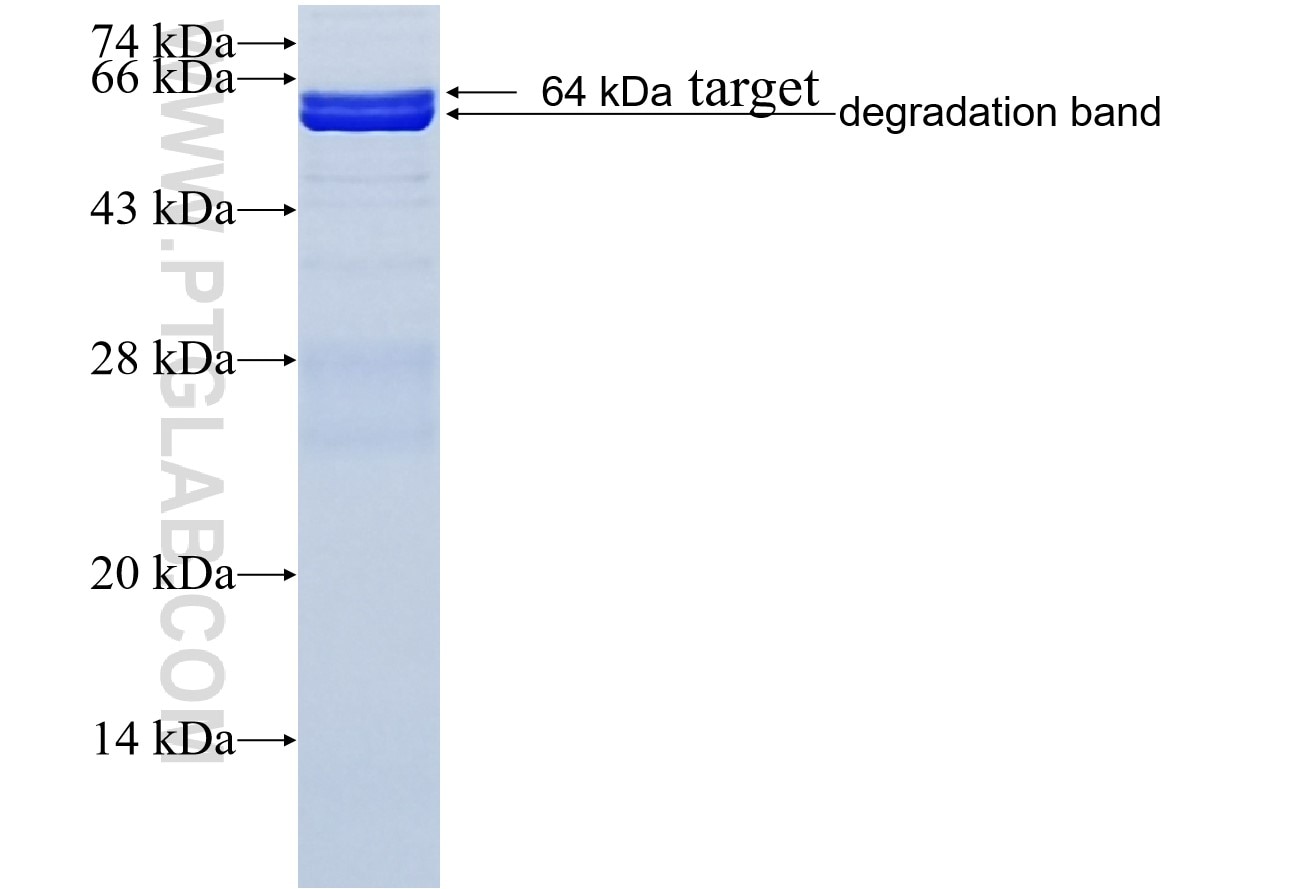 TRUB1 fusion protein Ag3213 SDS-PAGE