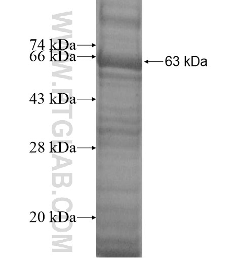 TRUB2 fusion protein Ag13726 SDS-PAGE