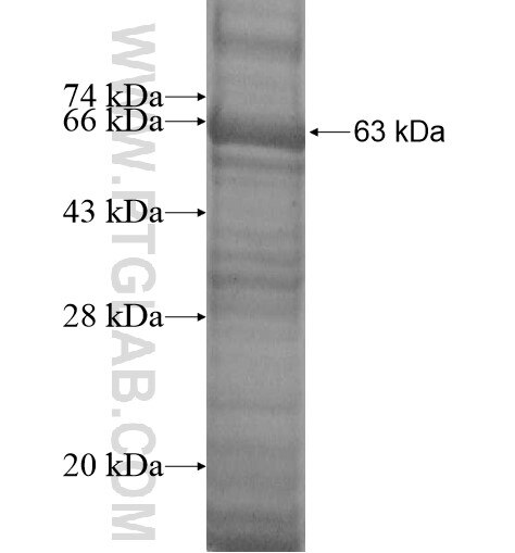 TRUB2 fusion protein Ag13726 SDS-PAGE