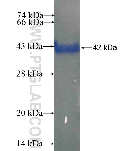 TRUB2 fusion protein Ag13771 SDS-PAGE