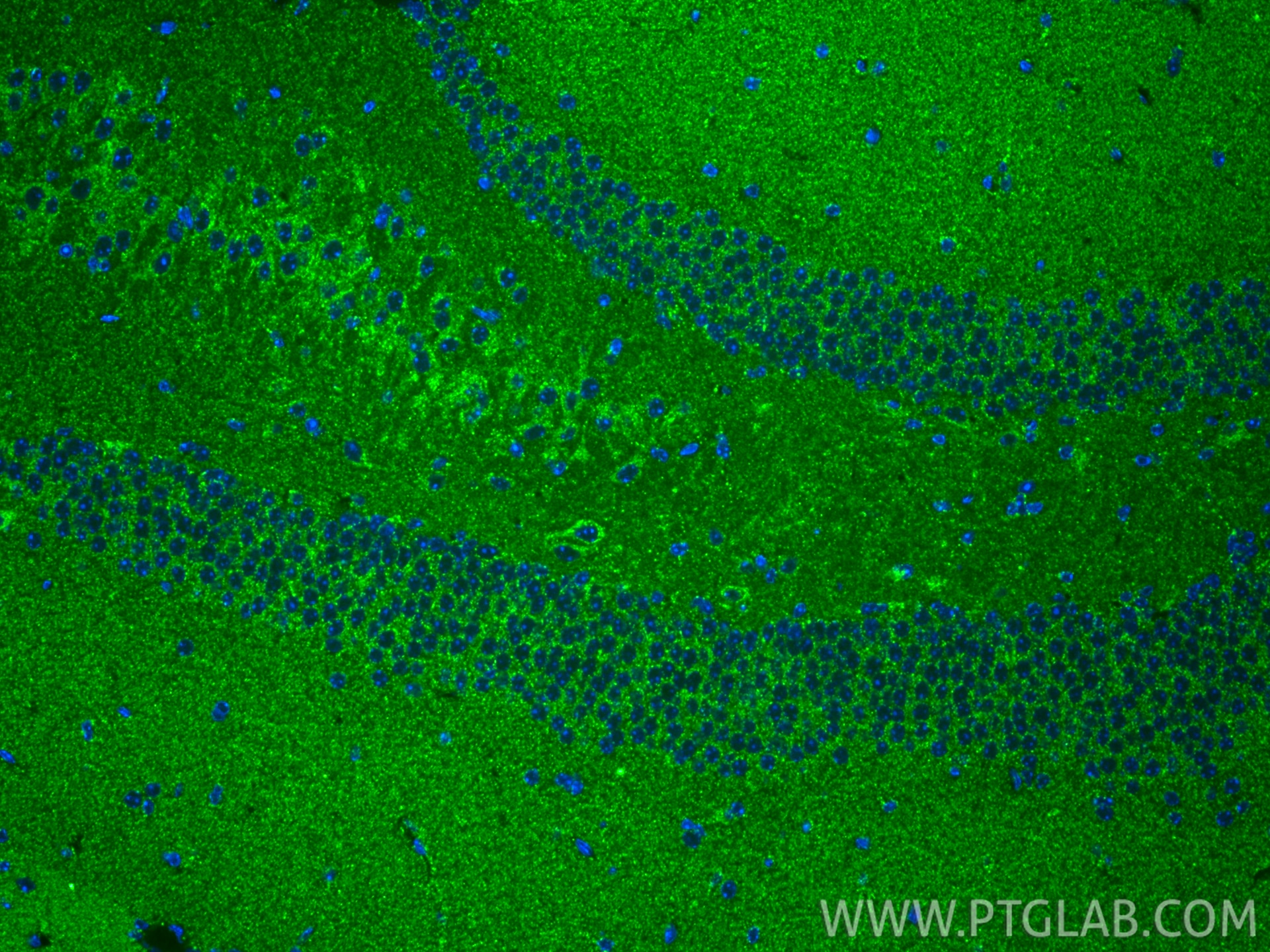 IF Staining of mouse brain using 85212-2-RR Immunofluorescence (IF) / fluorescent staining of mouse brain tissue using TRX2/TXN2 Recombinant monoclonal antibody (85212-2-RR)