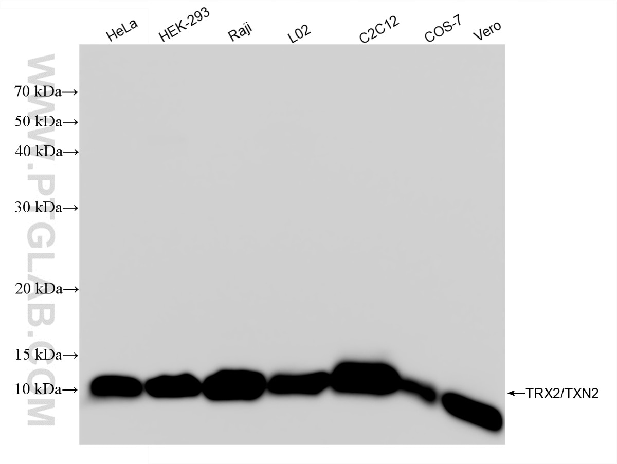 Western Blot (WB) analysis of various lysates using TRX2/TXN2 Recombinant antibody (85212-2-RR)