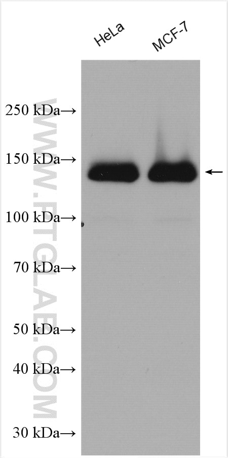 Western Blot (WB) analysis of various lysates using Hamartin/TSC1 Polyclonal antibody (29906-1-AP)