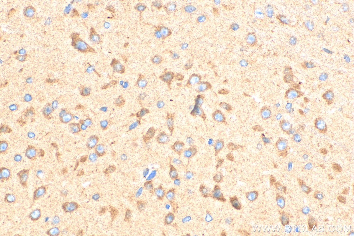 IHC staining of mouse brain using 24601-1-AP