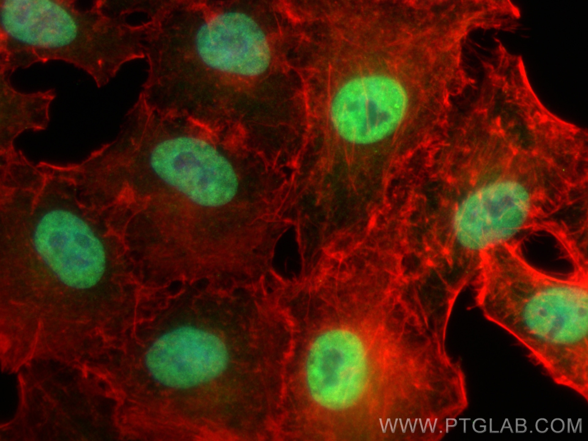 Immunofluorescence (IF) / fluorescent staining of A549 cells using TSC22D1 Polyclonal antibody (10214-1-Ig)