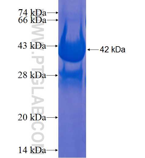 TSC22D1 fusion protein Ag0287 SDS-PAGE
