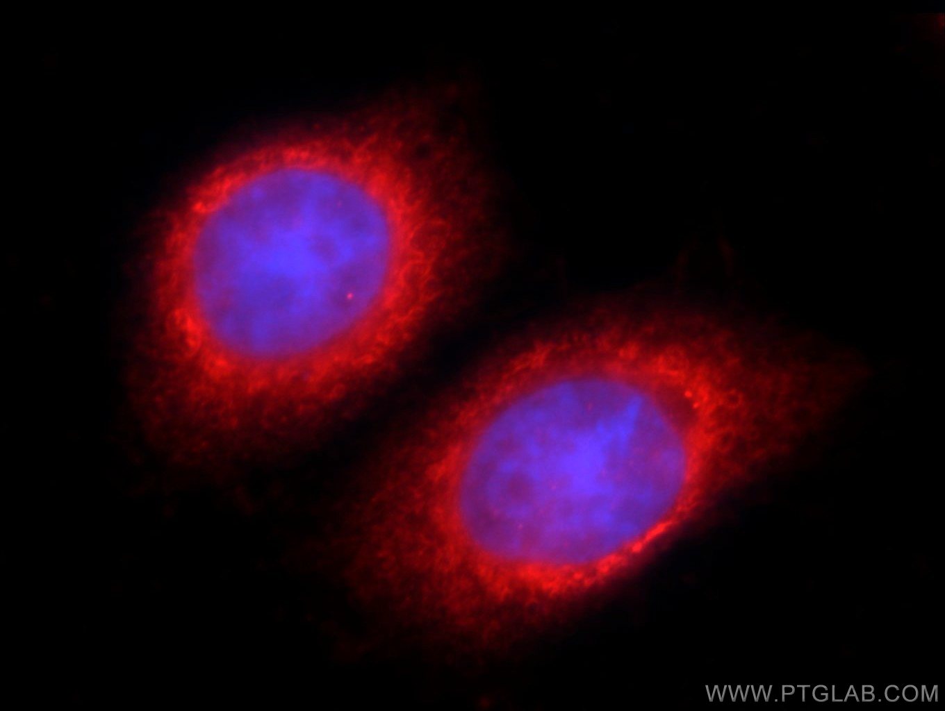 Immunofluorescence (IF) / fluorescent staining of HepG2 cells using TSC22D2 Polyclonal antibody (25418-1-AP)