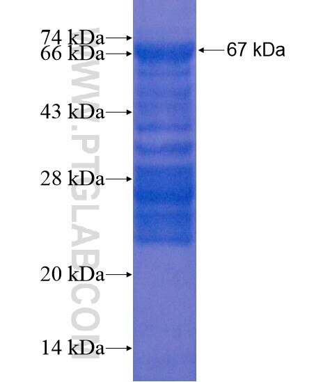 TSC22D2 fusion protein Ag22294 SDS-PAGE