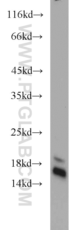 Western Blot (WB) analysis of mouse brain tissue using GILZ Polyclonal antibody (12352-1-AP)