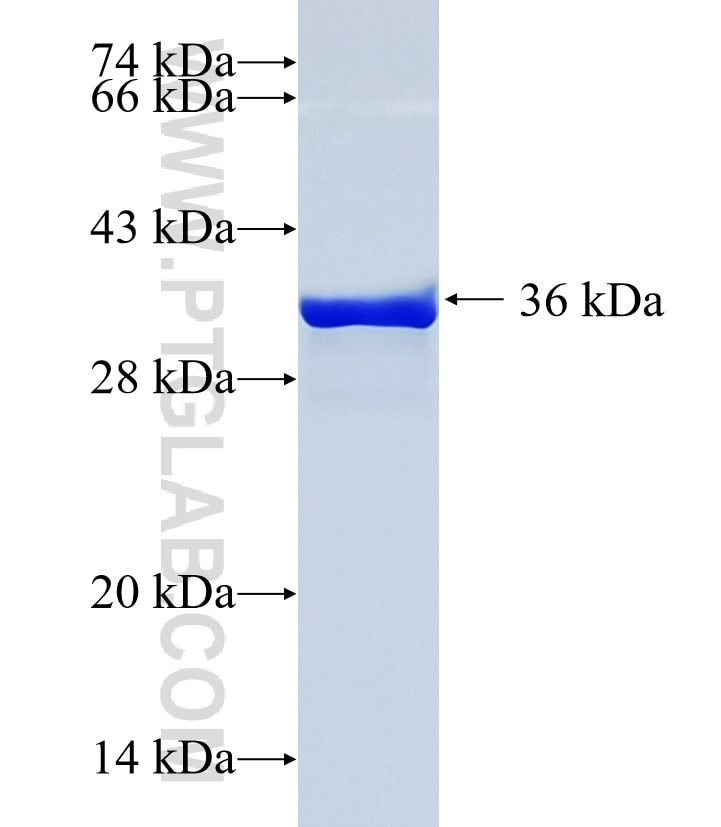 TSC22D3 fusion protein Ag3015 SDS-PAGE