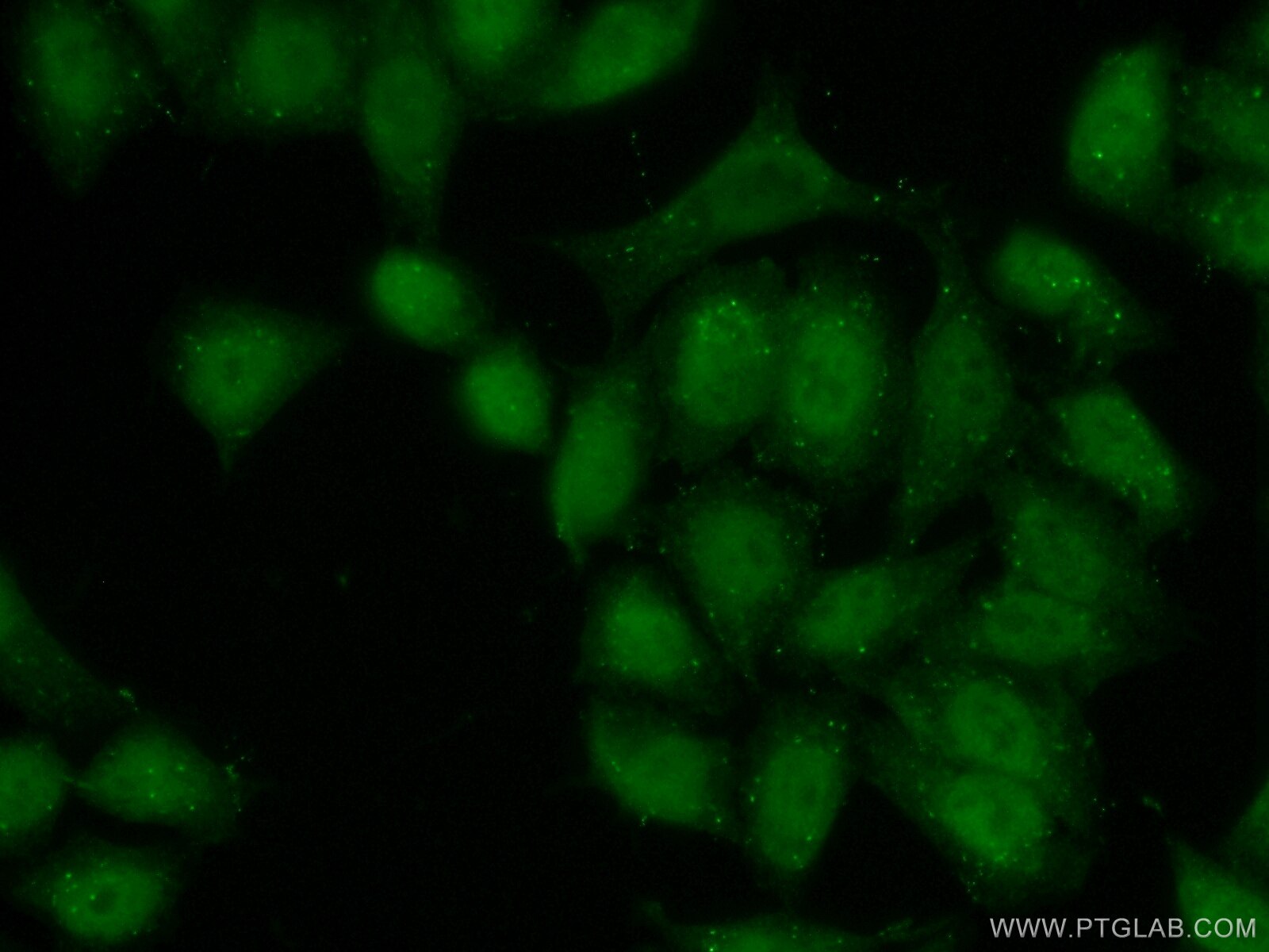 Immunofluorescence (IF) / fluorescent staining of HeLa cells using TSC22D4 Polyclonal antibody (55017-1-AP)