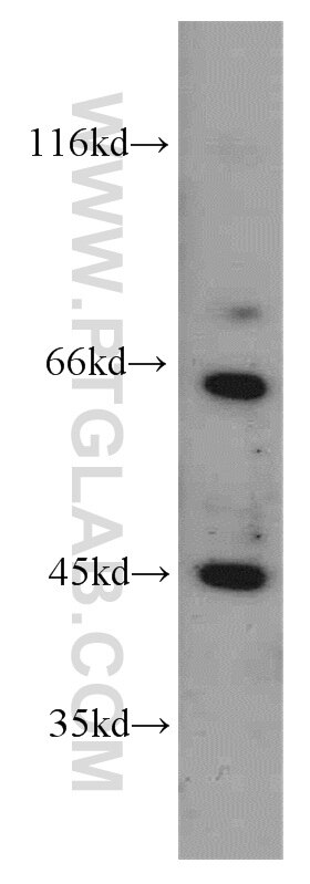 Western Blot (WB) analysis of HeLa cells using TSC22D4 Polyclonal antibody (55017-1-AP)