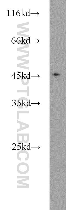 Western Blot (WB) analysis of HeLa cells using TSC22D4 Polyclonal antibody (55017-1-AP)