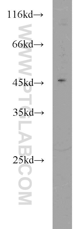 Western Blot (WB) analysis of HeLa cells using TSC22D4 Polyclonal antibody (55017-1-AP)