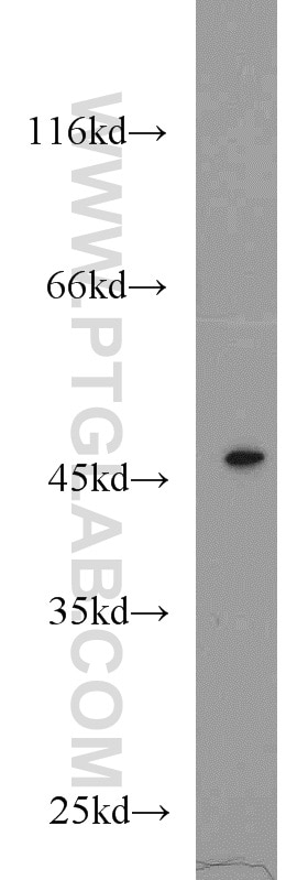 Western Blot (WB) analysis of HeLa cells using TSC22D4 Polyclonal antibody (55017-1-AP)