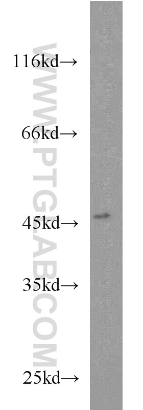 Western Blot (WB) analysis of HeLa cells using TSC22D4 Polyclonal antibody (55017-1-AP)