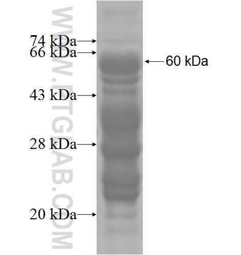 TSEN2 fusion protein Ag3742 SDS-PAGE