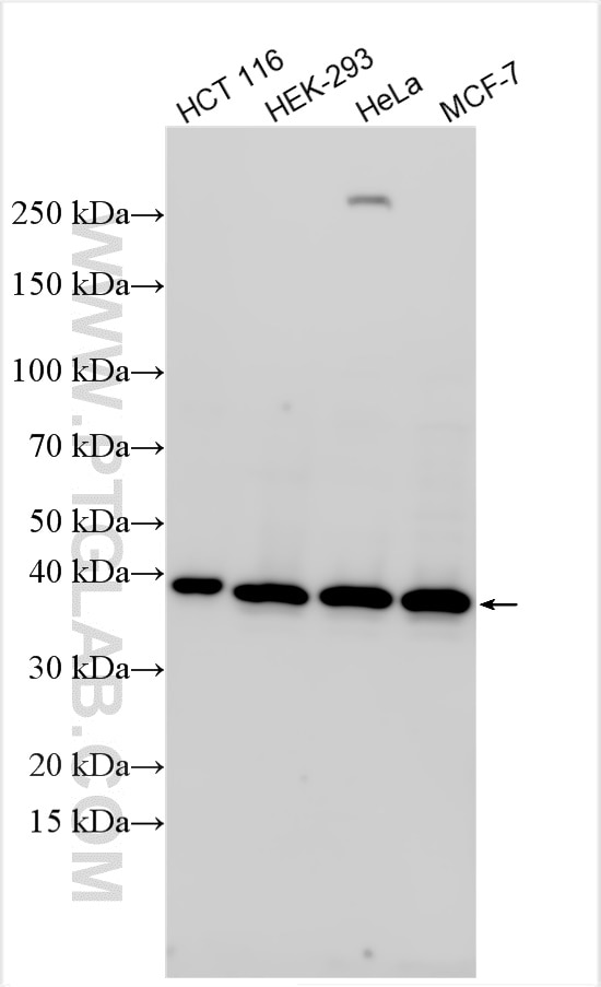 Western Blot (WB) analysis of various lysates using TSEN34 Polyclonal antibody (31212-1-AP)