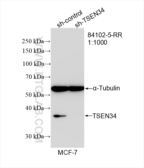 Western Blot (WB) analysis of MCF-7 cells using TSEN34 Recombinant antibody (84102-5-RR)