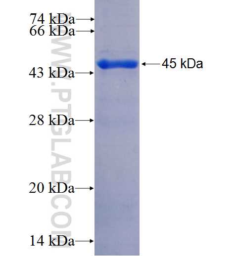 TSEPA fusion protein Ag26387 SDS-PAGE