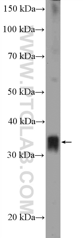 Western Blot (WB) analysis of PC-3 cells using TSFM Polyclonal antibody (11701-1-AP)