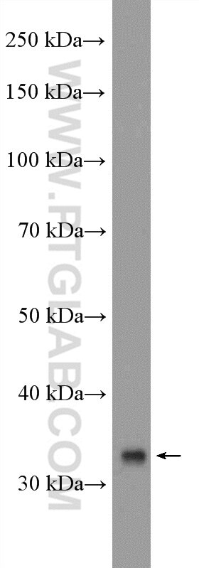 Western Blot (WB) analysis of HEK-293 cells using TSFM Polyclonal antibody (11701-1-AP)