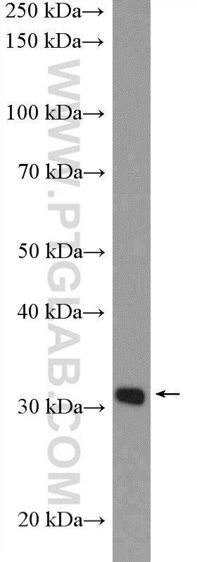 Western Blot (WB) analysis of HeLa cells using TSFM Polyclonal antibody (11701-1-AP)