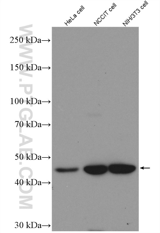 Western Blot (WB) analysis of various lysates using TSG101 Polyclonal antibody (14497-1-AP)