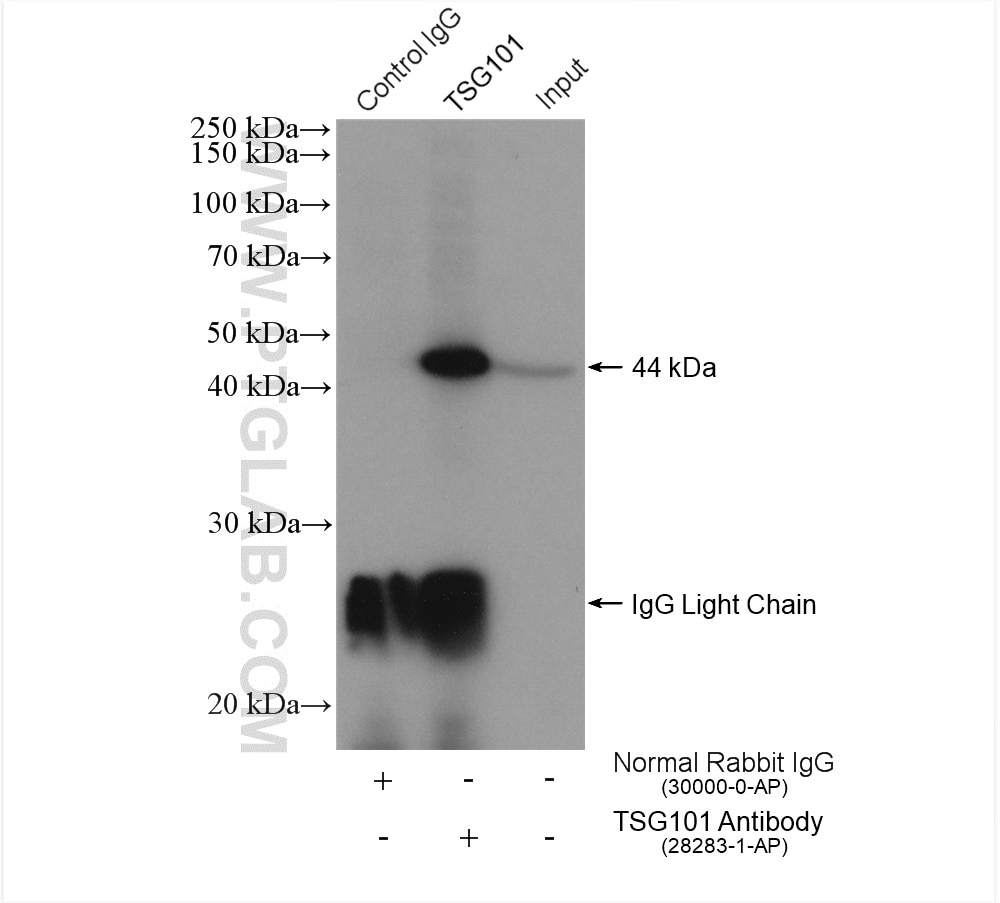Immunoprecipitation (IP) experiment of HeLa cells using TSG101 Polyclonal antibody (28283-1-AP)