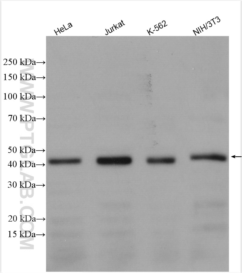 Western Blot (WB) analysis of various lysates using TSG101 Polyclonal antibody (28283-1-AP)