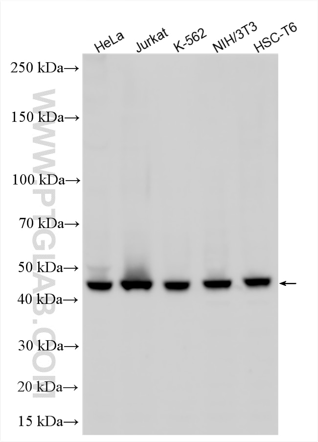 Western Blot (WB) analysis of various lysates using TSG101 Polyclonal antibody (28283-1-AP)