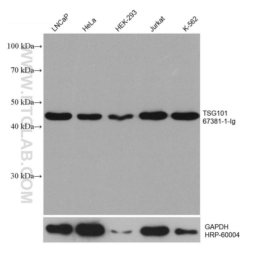 Western Blot (WB) analysis of various lysates using TSG101 Monoclonal antibody (67381-1-Ig)