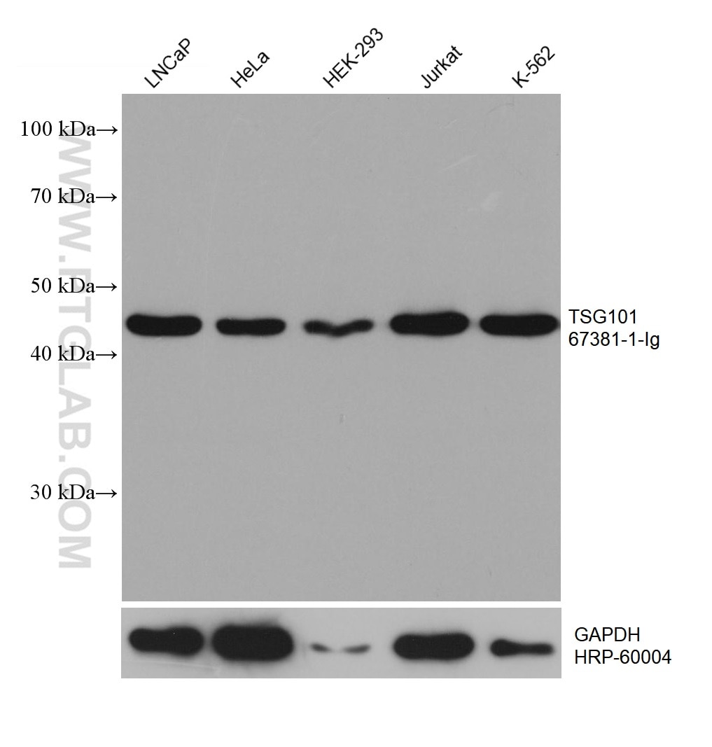 WB analysis using 67381-1-Ig