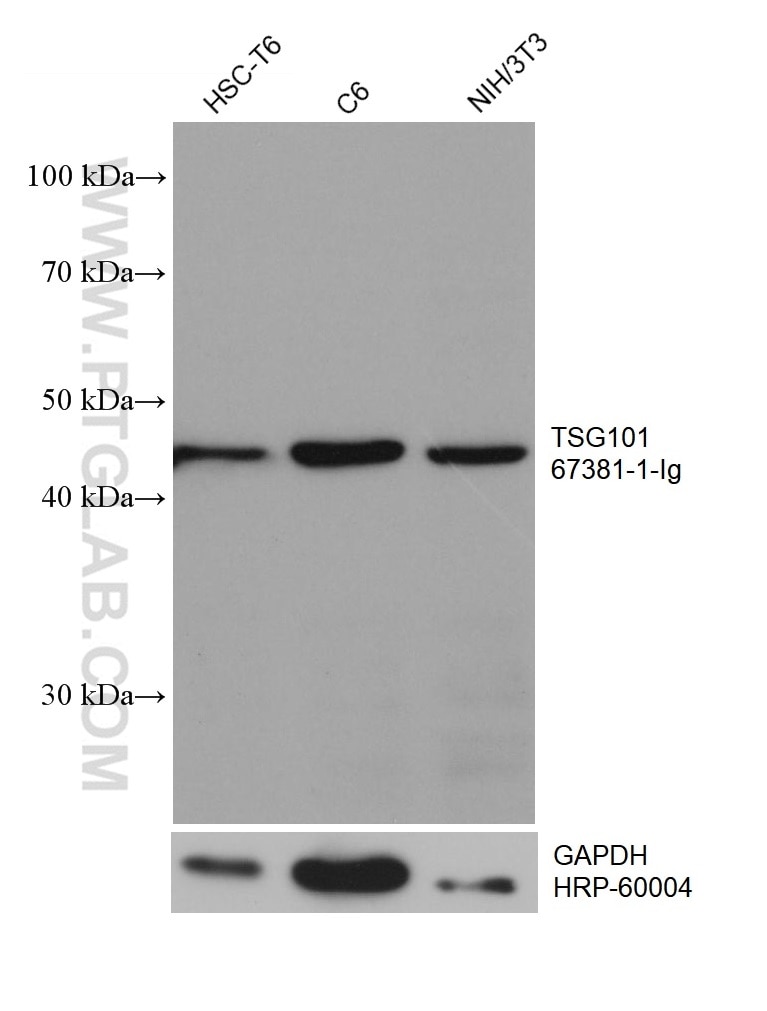 Western Blot (WB) analysis of various lysates using TSG101 Monoclonal antibody (67381-1-Ig)