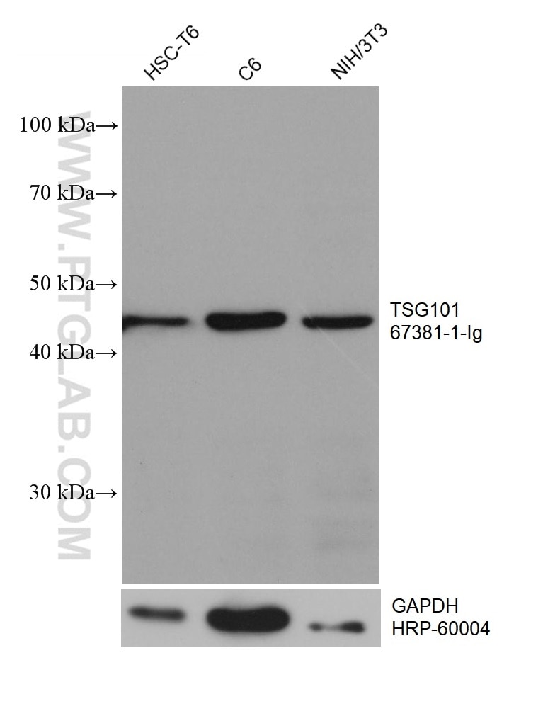 WB analysis using 67381-1-Ig