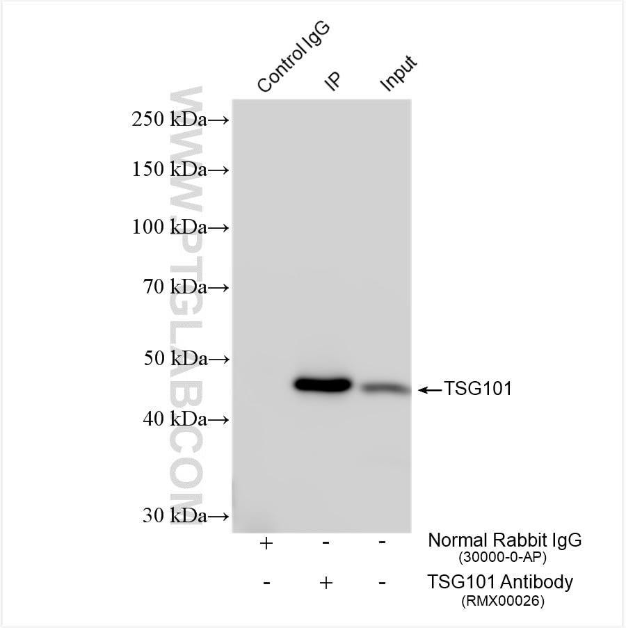 Immunoprecipitation (IP) experiment of HeLa cells using Multi-rAb™ TSG101 Multi-Recombinant antibody (RMX00026)