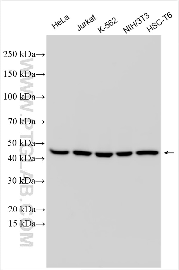 Western Blot (WB) analysis of various lysates using Multi-rAb™ TSG101 Multi-Recombinant antibody (RMX00026)